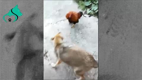 brave rooster, dog ____?