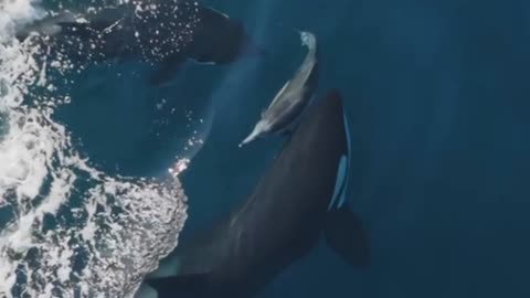 Orcas can be chilling to watch!