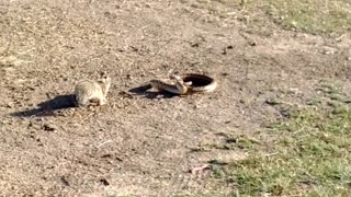 Squirrel Takes on a Snake to Defend Its Home