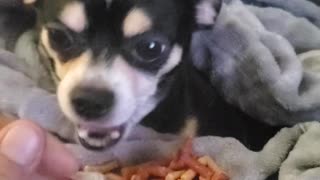 Trouble the Chihuahua being fed like a baby which he is my son