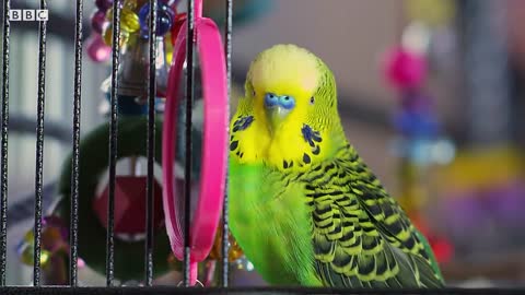 Budgie Talks To Owner To Stop Feeling Lonely