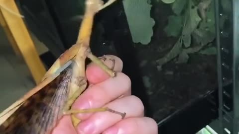Stick insectes can also make noises😁🥰