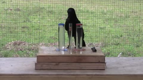 Causal understanding of water displacement by a funny crow