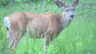 Young Mule Deer Don't Care