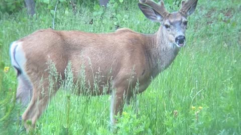 Young Mule Deer Don't Care