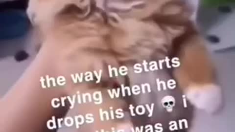 The way cat cries when his toy drops 😂