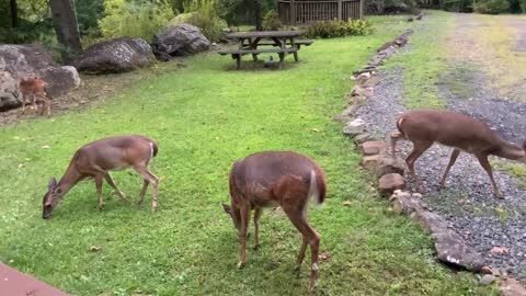 Deer 🦌 fawn deer 🦌 NW NC at The Treehouse 🌳 Breakfast time