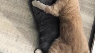 Little Kitten Licking her mumy