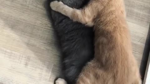 Little Kitten Licking her mumy