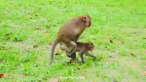 Monkey mating