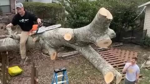 Tree Stands Upright After Chainsaw Cut