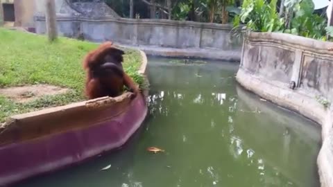 Man Tosses Treat At An Orangutan. 2022 What Happens Next Has Everyone In Disbelief!