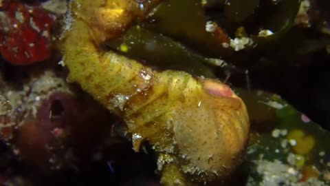 PH RARE Seahorse Mating & Giving Birth Footage | DEEP SEA CREATURES