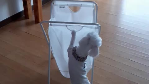 a puppy playing with a basket