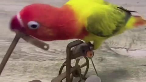 Bird Trained to ride a bike