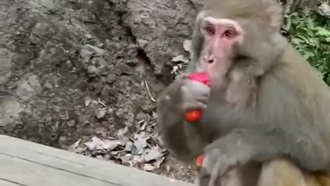 Who rushes from monkeys to eat strawberries? wow