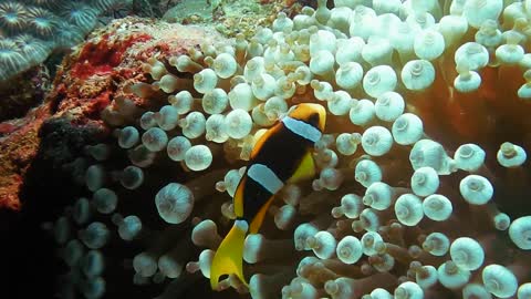 Eau de mer : poissons marins, coraux, roches vivantes