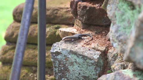 The view of lizard in Sigiriya, an ancient palace located in the central Matale District