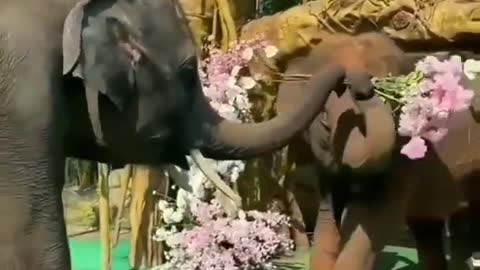 Elephant lovely video 😍