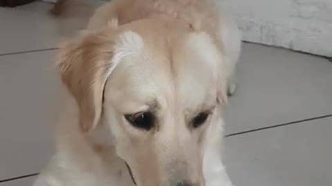 Playful Dog Barks in Sync Along With Owner's Poem