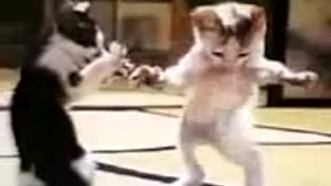 Funny Cats Dancing !!!