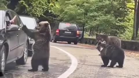 This friendly bear giving out high fives to a human! 😂 | Short Clips