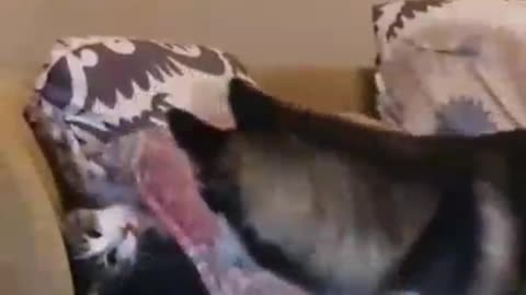 Funny cat and dog playing