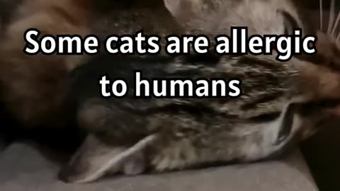 Surprising Allergy Alert_ Cats Allergic to Humans_! 😺🤧