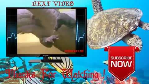 AMAZING - DOLPHIN GIVING BIRTH 令人惊叹的海豚诞生 INCREÍBLE - DELFÍN DANDO NACIMIENTO