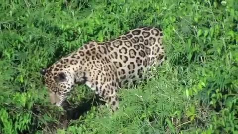 South American Jaguar hunting a crocodile.