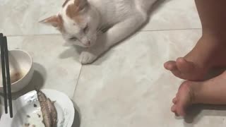 Sleepy Kitty Snatches Dinner