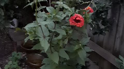 Hummingbird Moths on Zinnia at Dusk