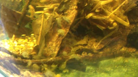 My freshwater gammarus pulex shrimp culture live gammarus shrimp Amphipods