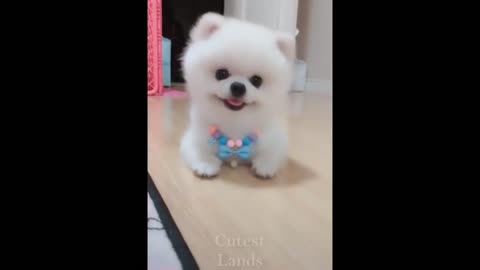 Cute Pets And Funny Animals Compilation #01