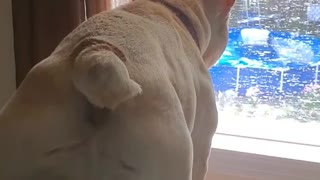Bulldog is not happy that Dad is outside playing with Sissy