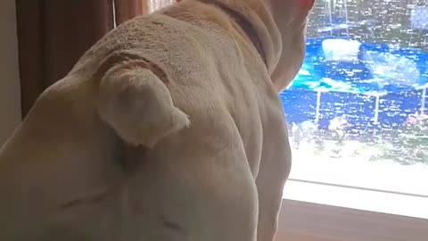 Bulldog is not happy that Dad is outside playing with Sissy