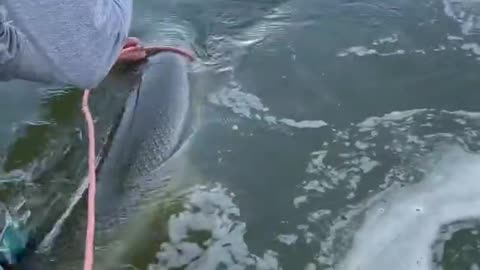 Micro HOOK Catches RIVER MONSTER _shorts Big Fish Short video