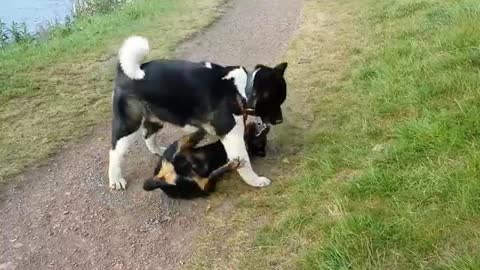 Rottweiler Vs Akita Dogs Playing and Fighting