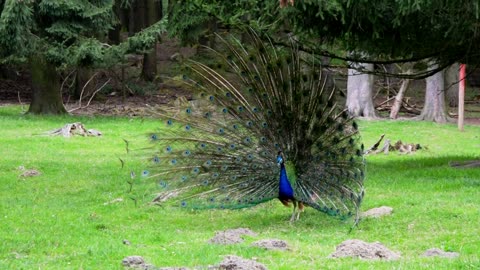 Male peacock shows off his eye-spotted tail