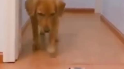 Funny Dog Fail Video #shorts