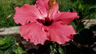 Flowers To Brighten Your Day From Petunia