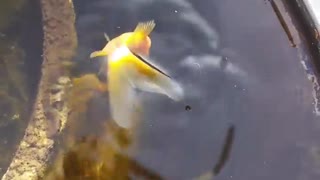 Frozen Fish Uses Sun To Thaw Out After Winter Hibernation