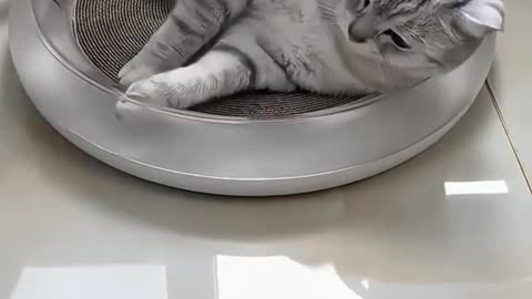 cute kitten and brush