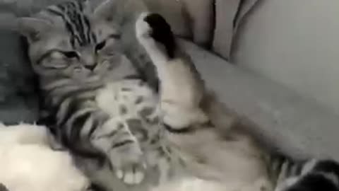 Funny cute cat videos