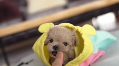 Cute Puppy with small bag