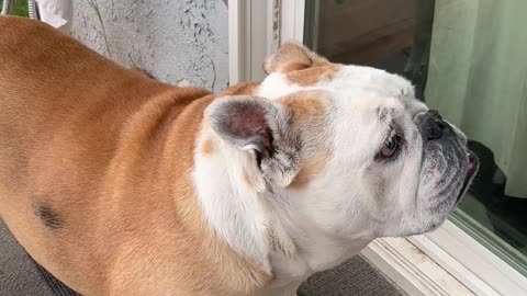 Bulldog wants owner to open the door for her