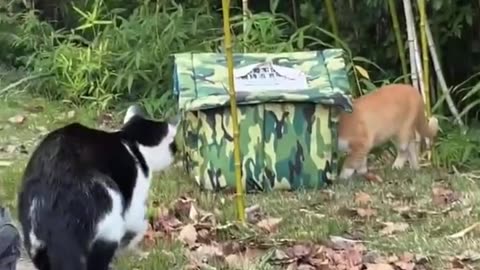 Funniest cow cats ,Funny Animals #funny #funnyshorts #cutedog #cat #cute