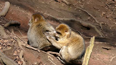 two busy monkey loving and caring each other