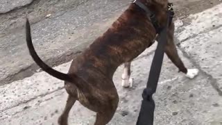 Boxer on leash carries large stick
