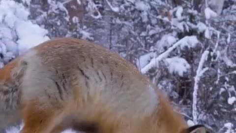 This is a very beautiful Fox. The coat was red as if it had been painted